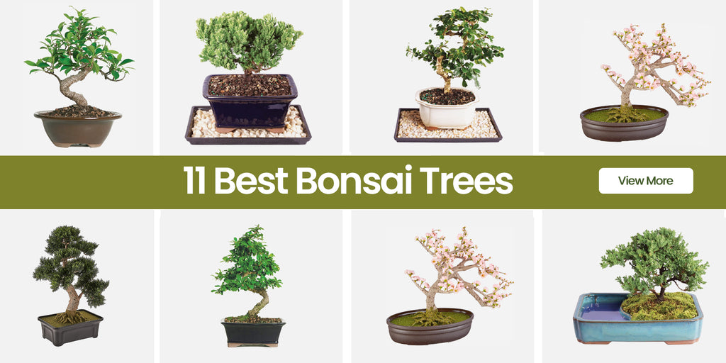 The 11 Best Bonsai Trees For 2023 - RugKnots